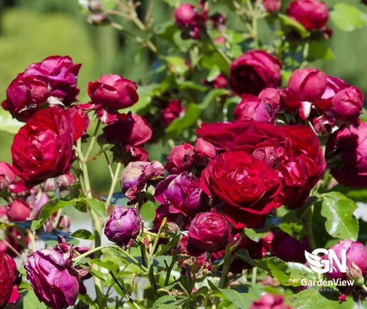 Rose Red Riding Hood Standard