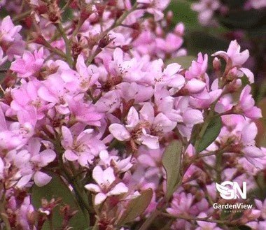 Rhaphiolepis Indica Cosmic Pink - Shrubs & Trees - Garden View Nursery