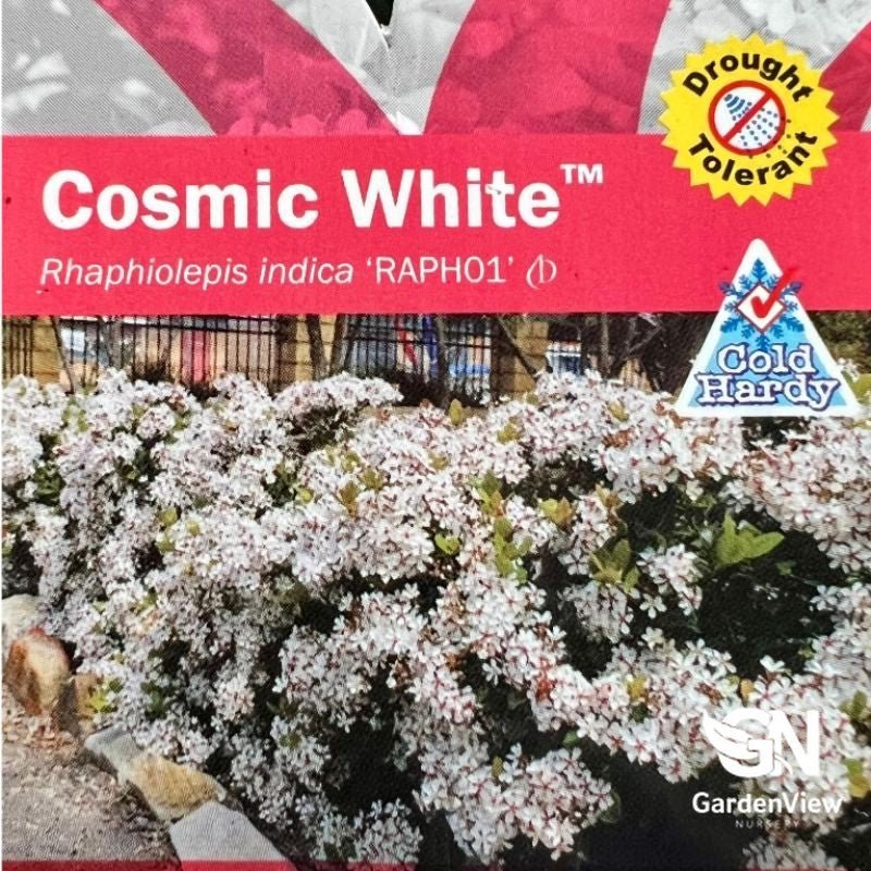 Rhaphiolepis Indica 'Cosmic White' - Shrubs & Trees - Garden View Nursery