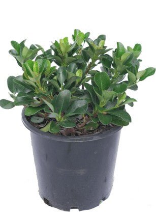 Rhaphiolepis Indica Oriental Pearl - Shrubs & Trees - Garden View Nursery