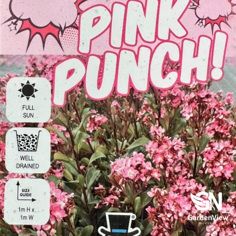 Rhaphiolepis Indica 'Pink Punch' - Shrubs & Trees - Garden View Nursery