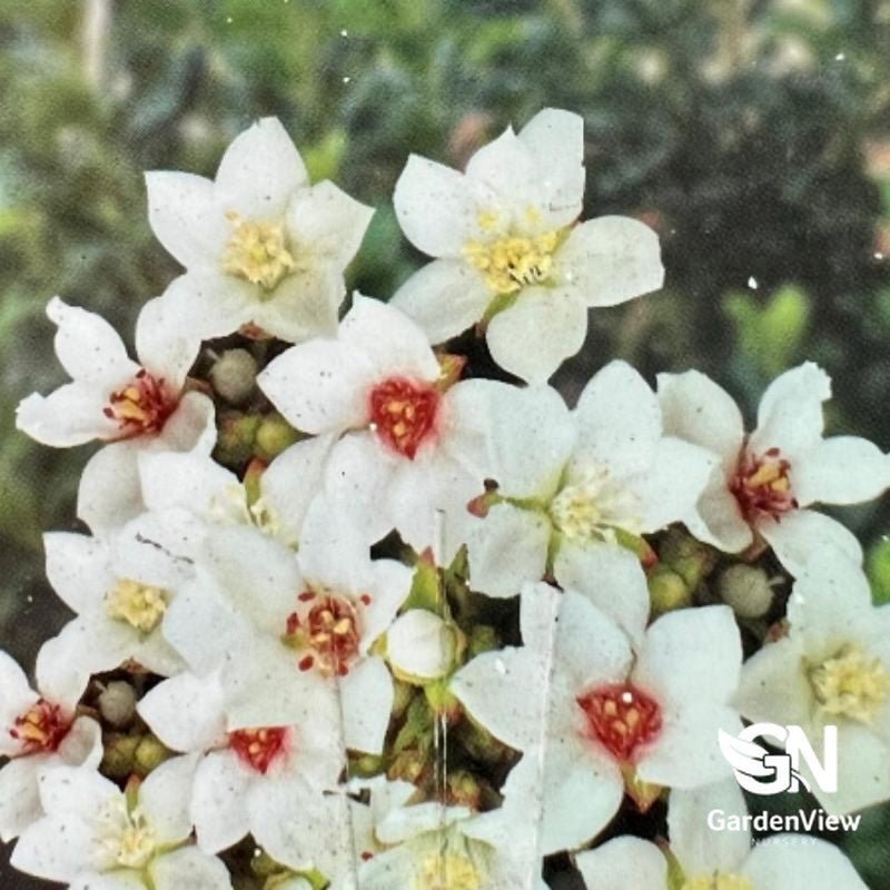 Rhaphiolepis Indica 'Snow Maiden' - Shrubs & Trees - Garden View Nursery