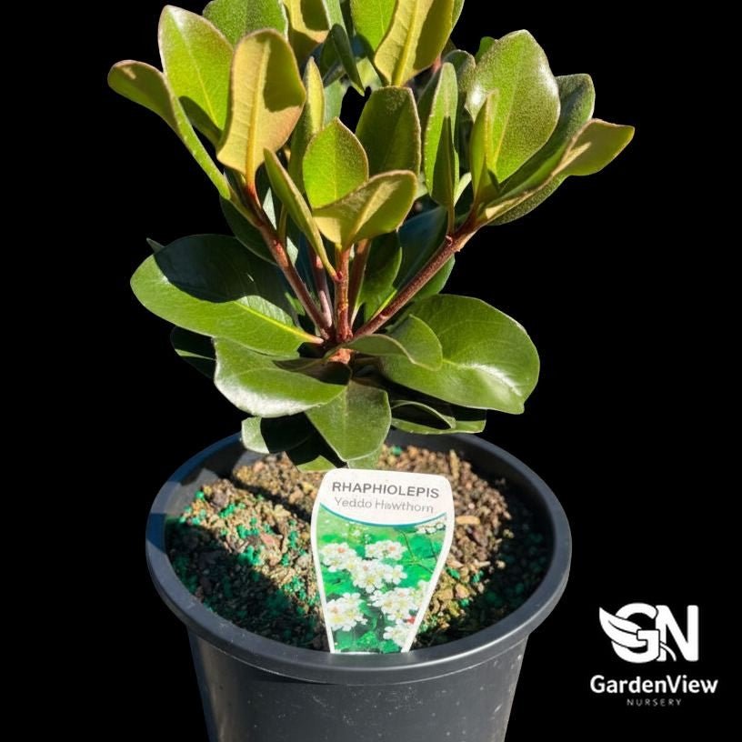 Rhaphiolepis Umbellata ‘Yeddo Hawthorn’ - Shrubs & Trees - Garden View Nursery
