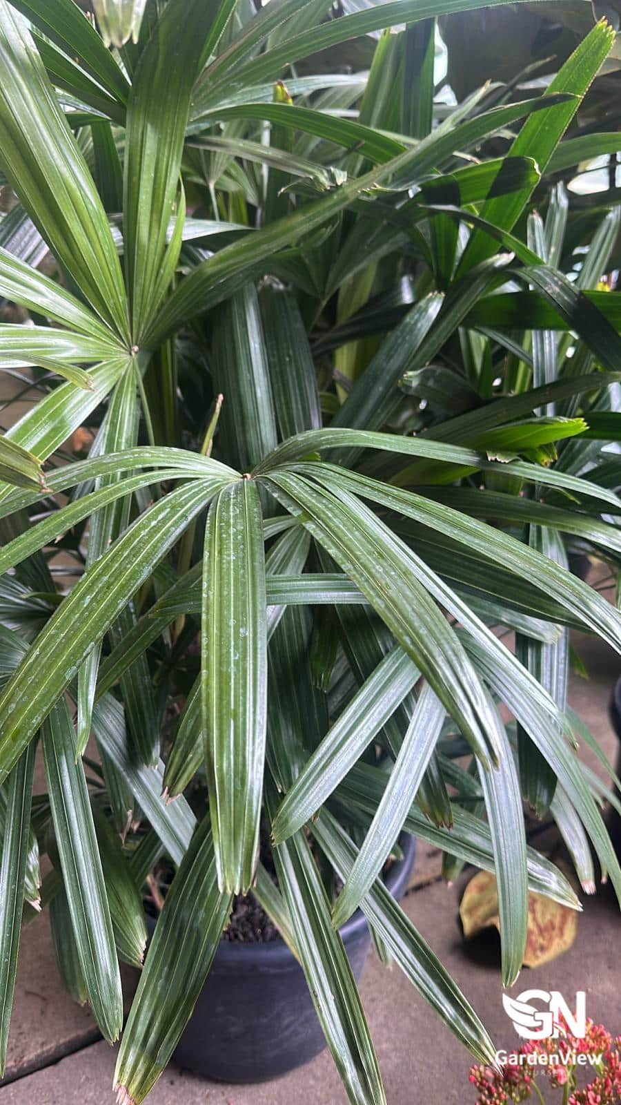 Rhapis Excelsa (Lady Palm) - Palms & Tropical - Garden View Nursery