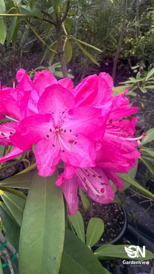 Rhododendron (Sir Robert Peel) - Shrubs & Trees - Garden View Nursery