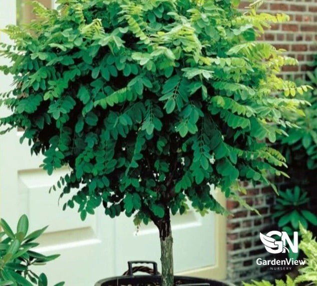 Robinia Mop Top - Shrubs & Trees - Garden View Nursery