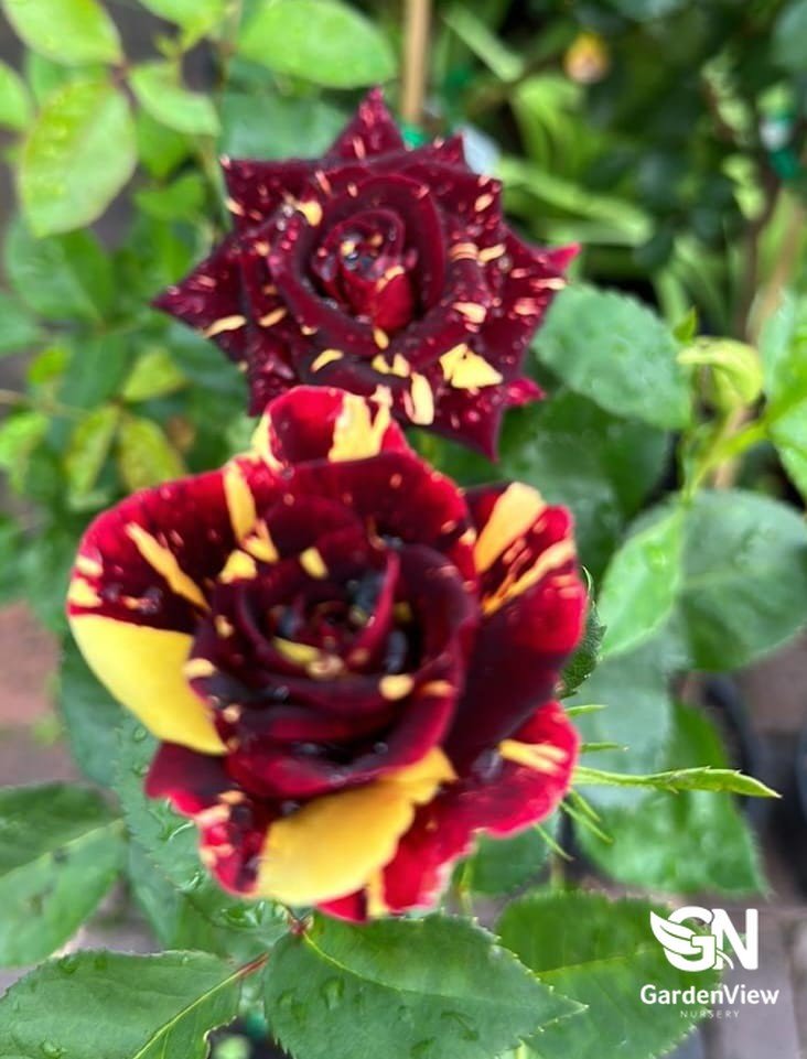 Rose Abracadabra Bush - Roses - Garden View Nursery