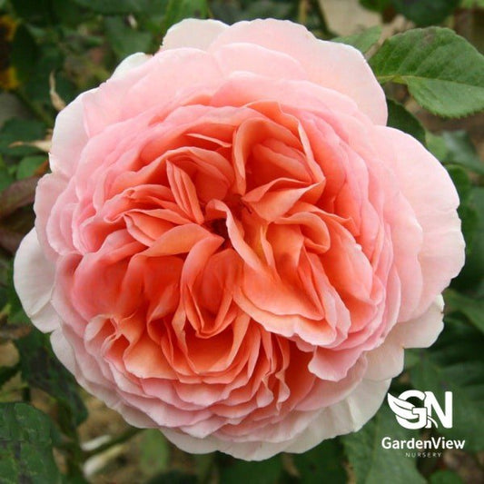 Rose Abraham Darby Bush - Roses - Garden View Nursery