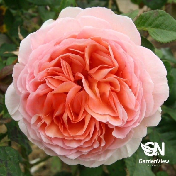 Rose Abraham Darby Standard - Roses - Garden View Nursery
