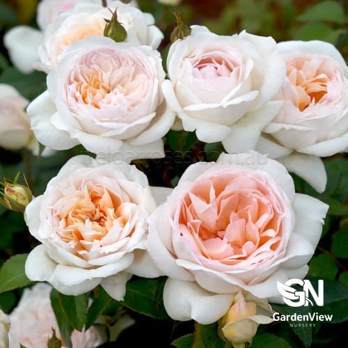 Rose Addictive Lure Bush - Roses - Garden View Nursery