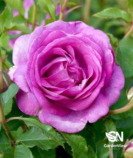 Rose Adorable Bush - Roses - Garden View Nursery