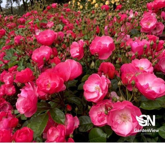 Rose Angela Bush - Roses - Garden View Nursery