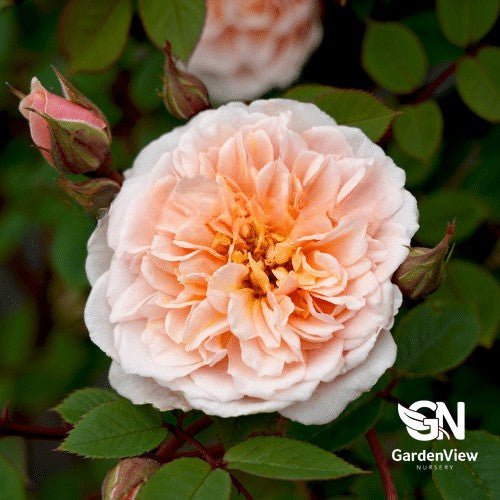 Rose Anita Tall Weeping Standard - Roses - Garden View Nursery