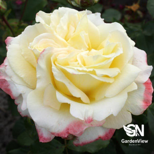 Rose Athene Bush - Roses - Garden View Nursery