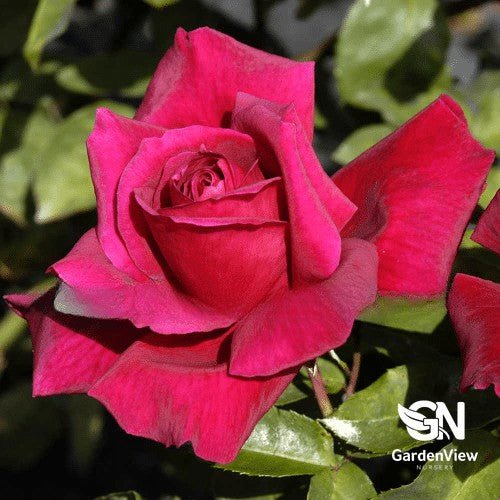 Rose Avon Standard - Roses - Garden View Nursery
