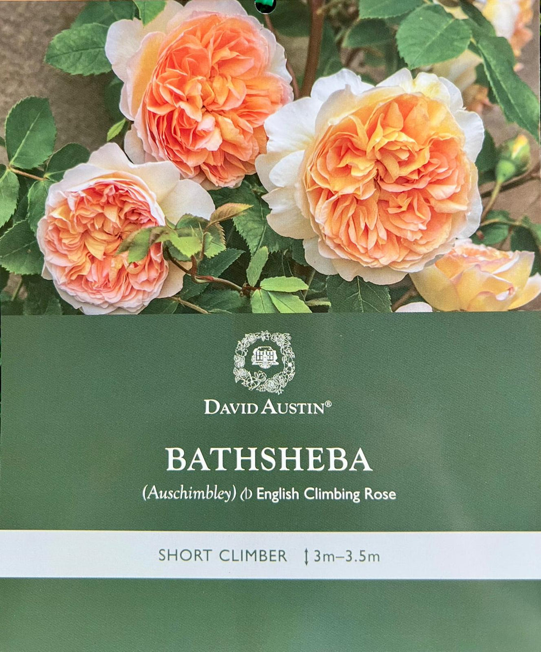 Rose Bathsheba Climbing - Roses - Garden View Nursery