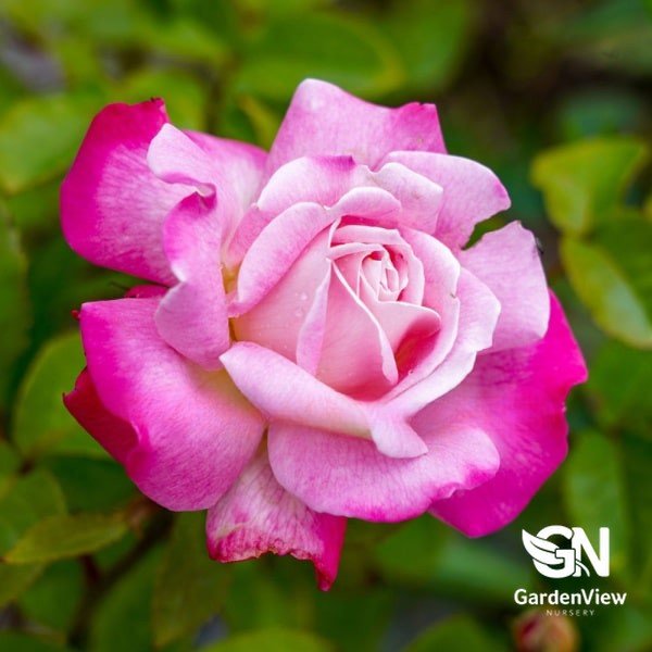 Rose Beautiful Girl Bush - Roses - Garden View Nursery