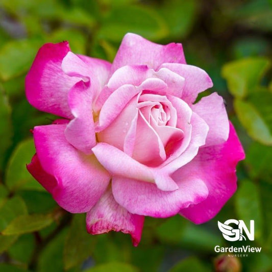 Rose Beautiful Girl Standard - Roses - Garden View Nursery