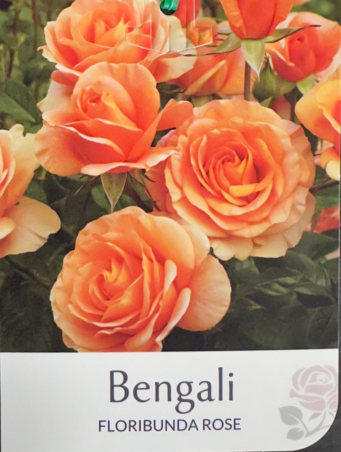 Rose Bengali Bush - Roses - Garden View Nursery