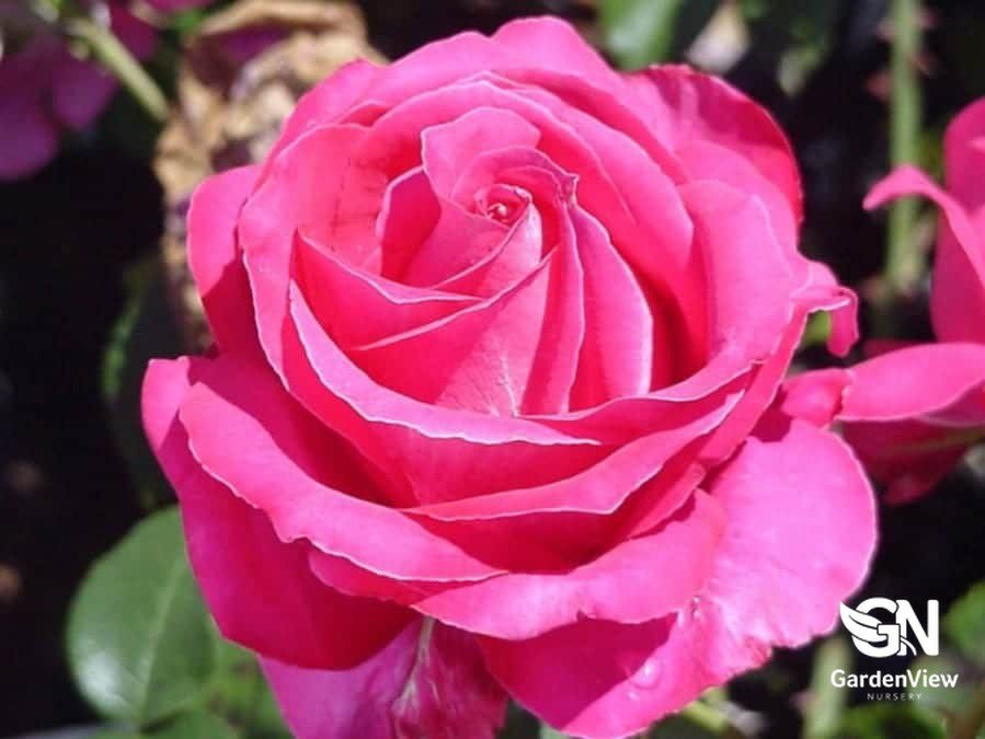 Rose Best Friend Bush - Roses - Garden View Nursery