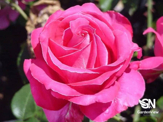 Rose Best Friend Standard - Roses - Garden View Nursery