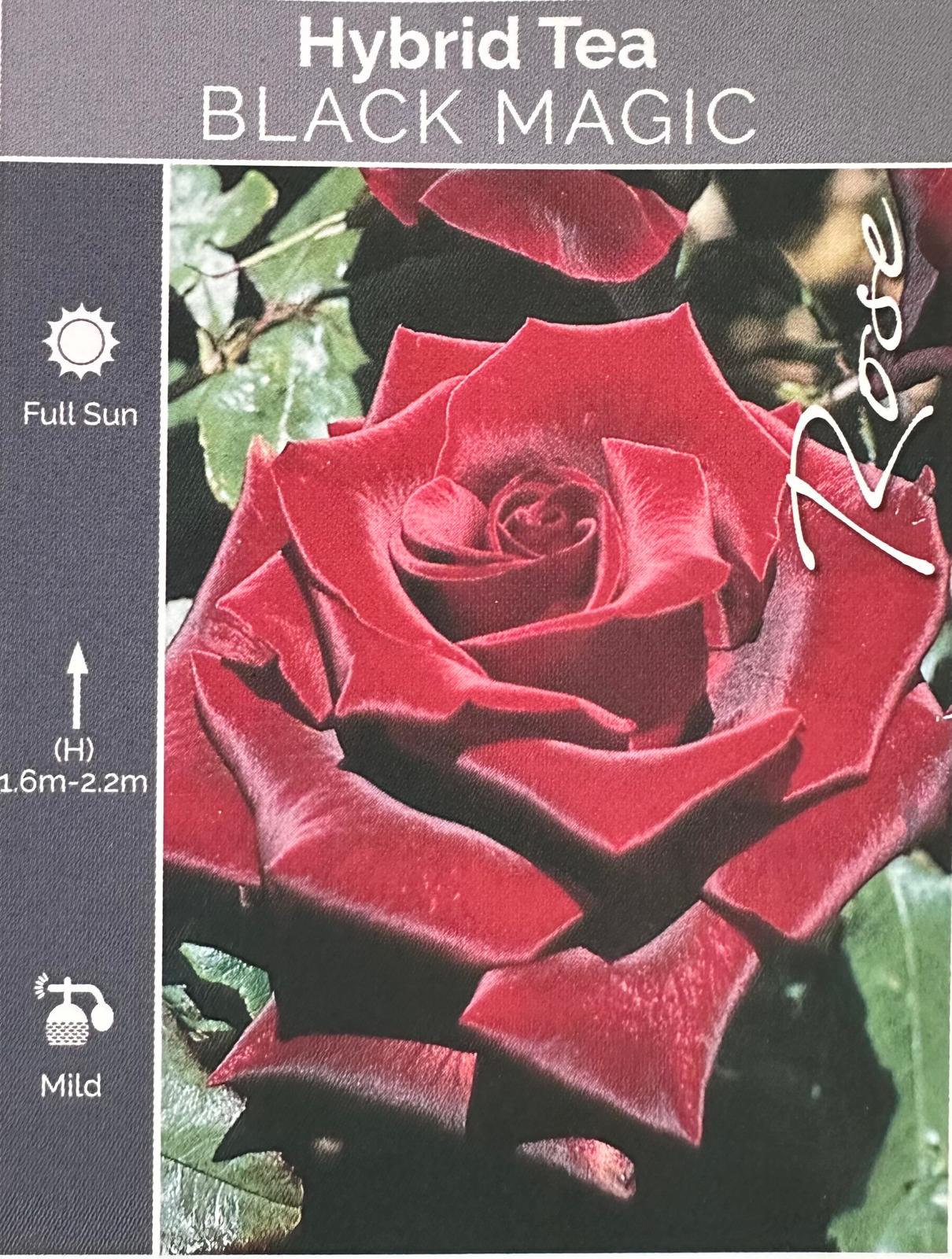 Rose Black Magic Bush - Roses - Garden View Nursery