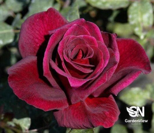 Rose Black Velvet Standard - Roses - Garden View Nursery