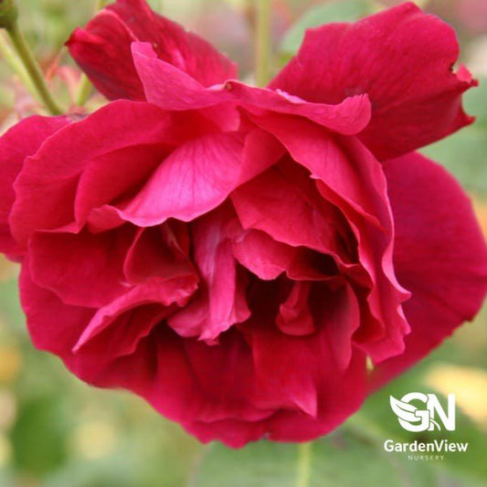 Rose Blackboy Climber - Roses - Garden View Nursery