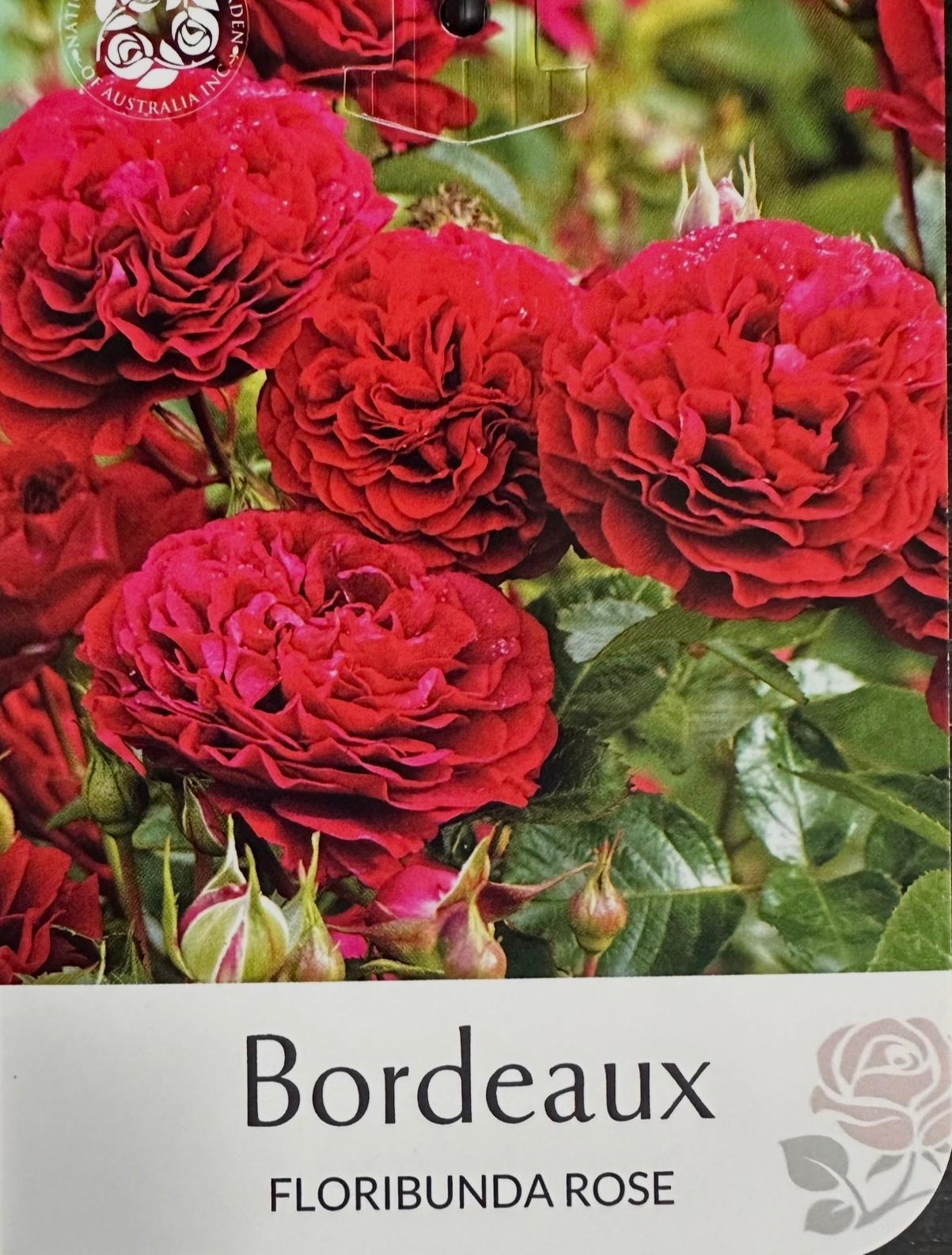 Rose Bordeaux Bush - Roses - Garden View Nursery
