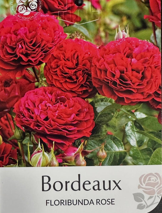Rose Bordeaux Bush - Roses - Garden View Nursery