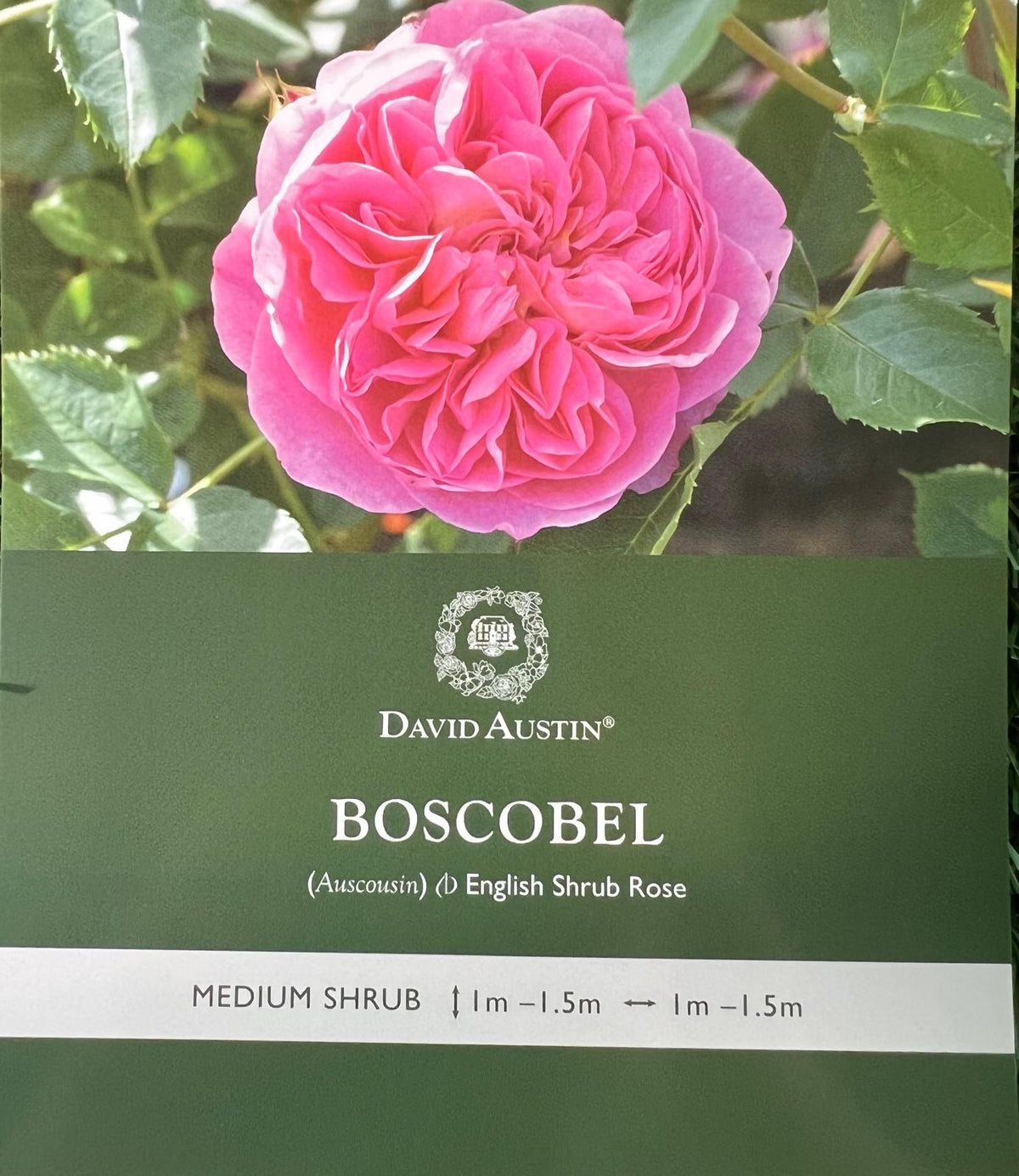 Rose Boscobel Standard - Roses - Garden View Nursery
