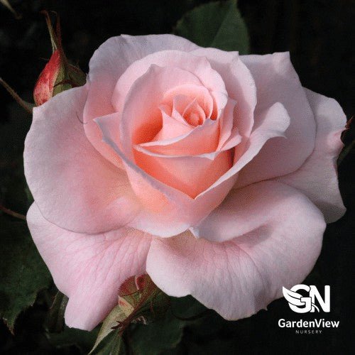 Rose Bridal Pink Standard - Roses - Garden View Nursery