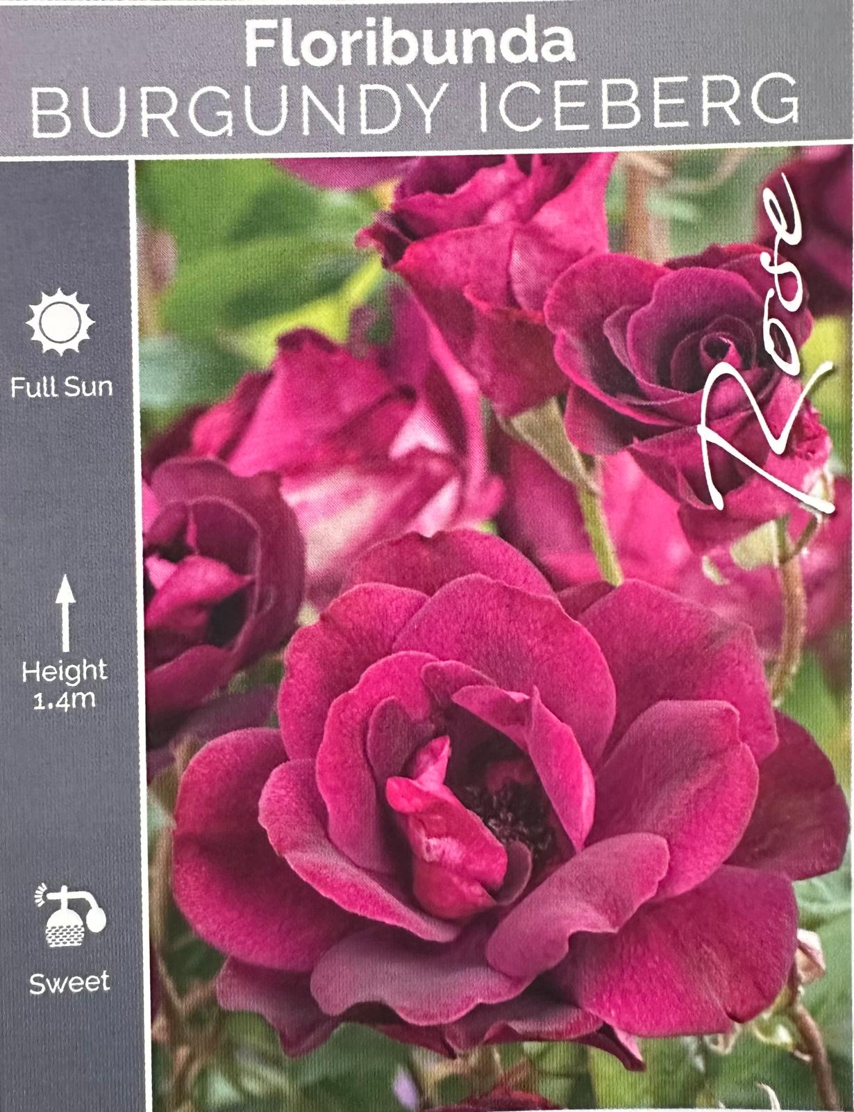 Rose Burgundy Iceberg Standard - Roses - Garden View Nursery