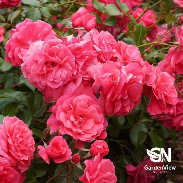 Rose Busy Bee Bush - Roses - Garden View Nursery