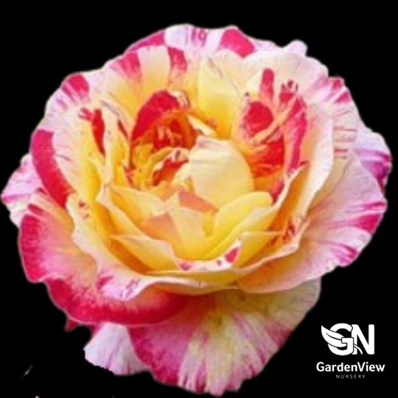 Rose Camille Pissarro Delbard - Roses - Garden View Nursery