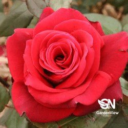 Rose Camp David Bush - Roses - Garden View Nursery