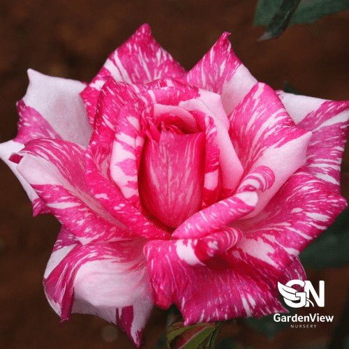 Rose Candy Stripe Standard - Roses - Garden View Nursery