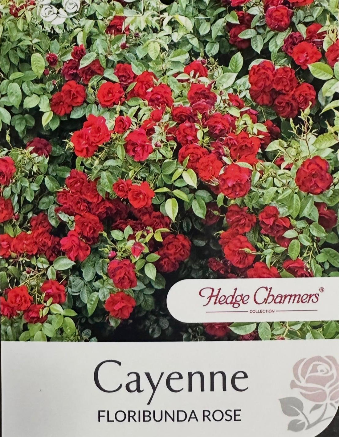 Rose Cayenne Bush - Roses - Garden View Nursery
