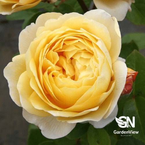 Rose Charles Darwin Standard - Roses - Garden View Nursery