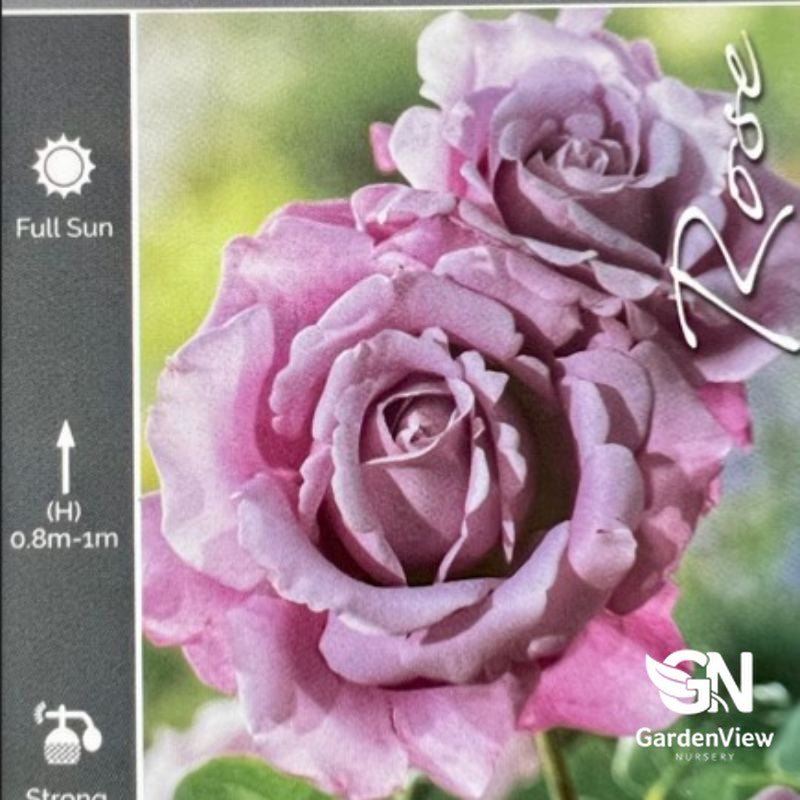 Rose Charles De Gaulle Bush - Roses - Garden View Nursery