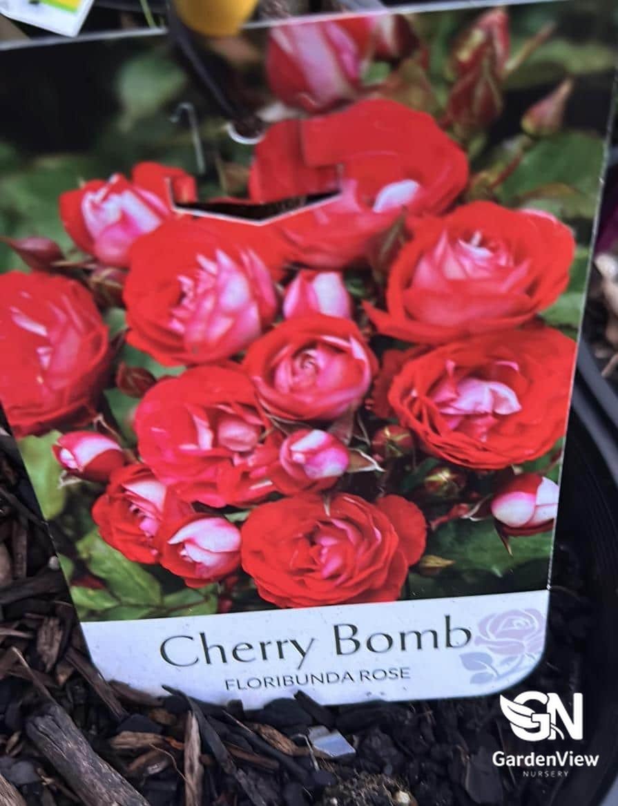 Rose Cherry Bomb Bush - Roses - Garden View Nursery