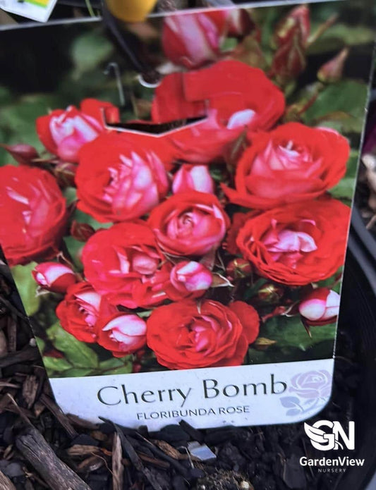 Rose Cherry Bomb Bush - Roses - Garden View Nursery