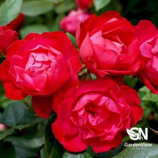 Rose Cherry Bonica Bush - Roses - Garden View Nursery
