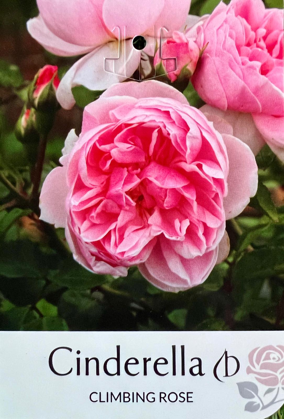 Rose Cinderella Climbing - Roses - Garden View Nursery