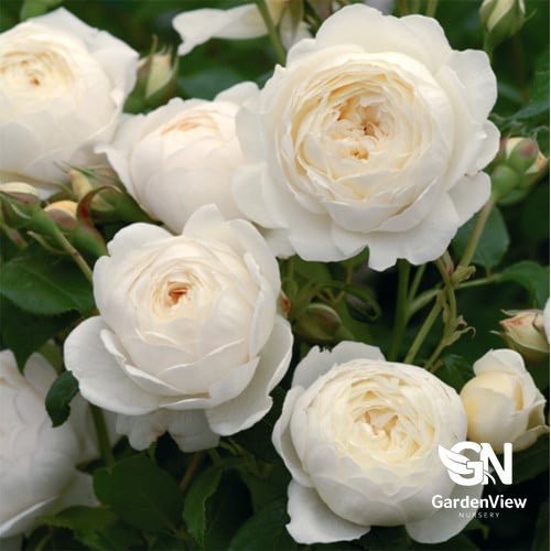 Rose Claire Standard - Roses - Garden View Nursery