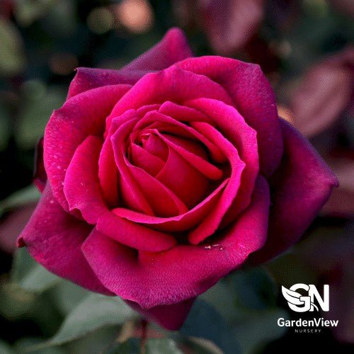 Rose Dark Desire Bush - Roses - Garden View Nursery