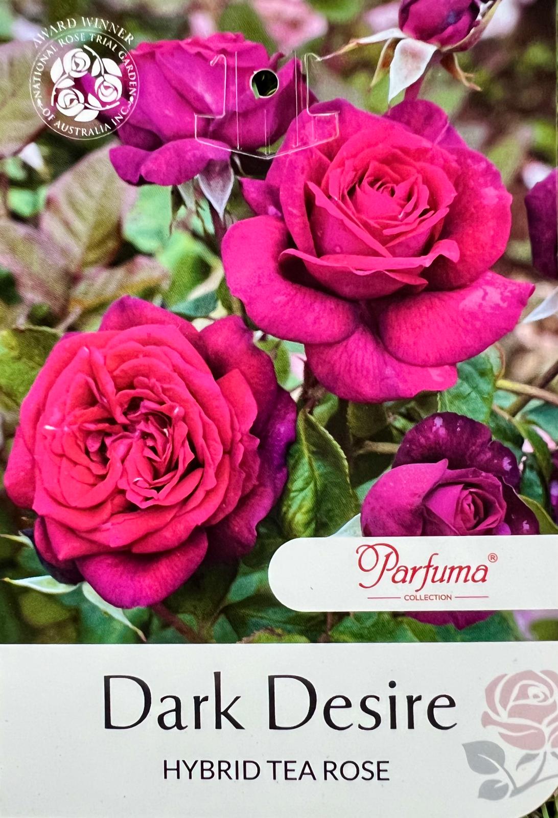 Rose Dark Desire Standard - Roses - Garden View Nursery