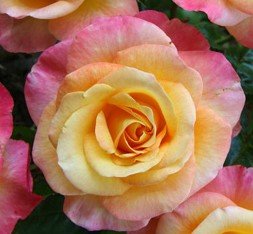 Rose Daybreaker Bush - Roses - Garden View Nursery