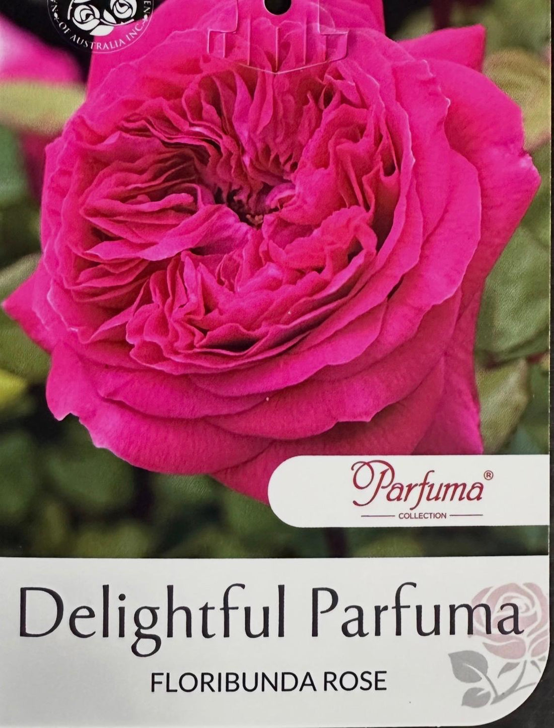 Rose Delightful Parfuma Bush - Roses - Garden View Nursery