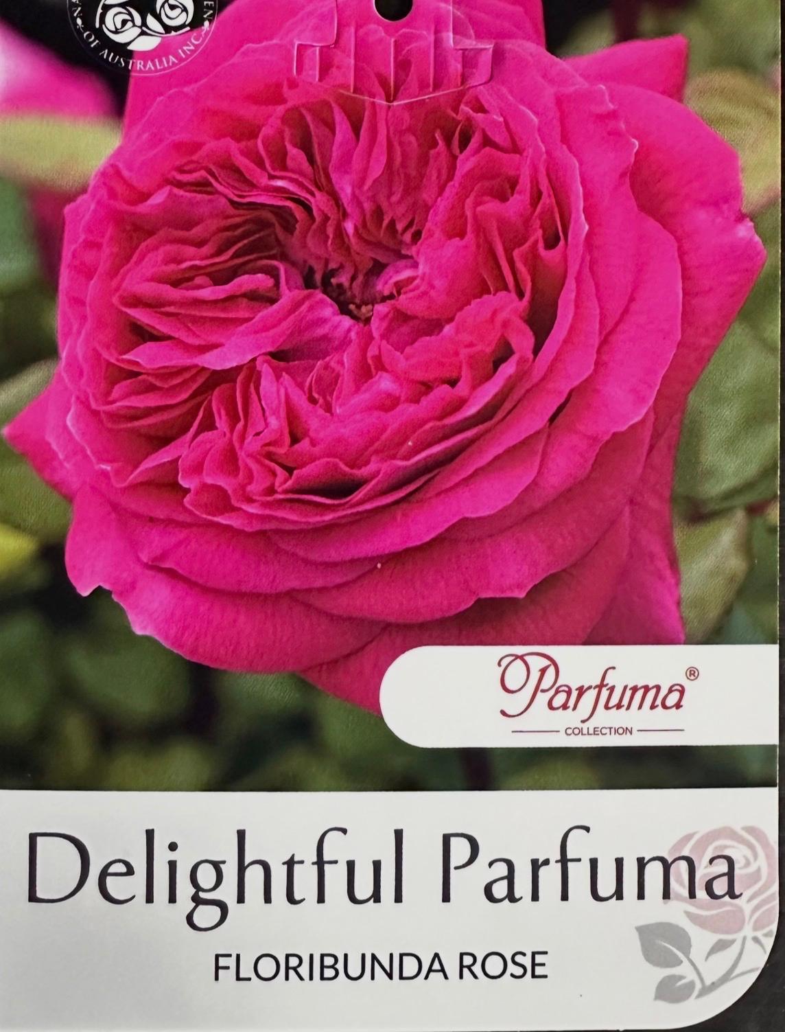 Rose Delightful Parfuma Bush - Roses - Garden View Nursery
